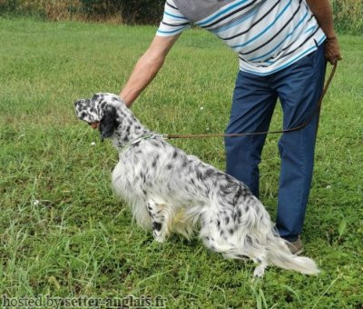 Setter Anglais WOOL DELL'AD MONTES